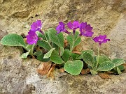 32 Primula Albenensis  (Primula del Monte Alben) nei pressi del Bivacco Plana (1280 m)